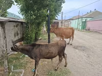 Buğa, Mal-qara — foto 2