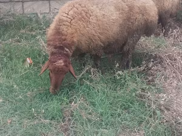Sheep, Sheep — Azerbaijan