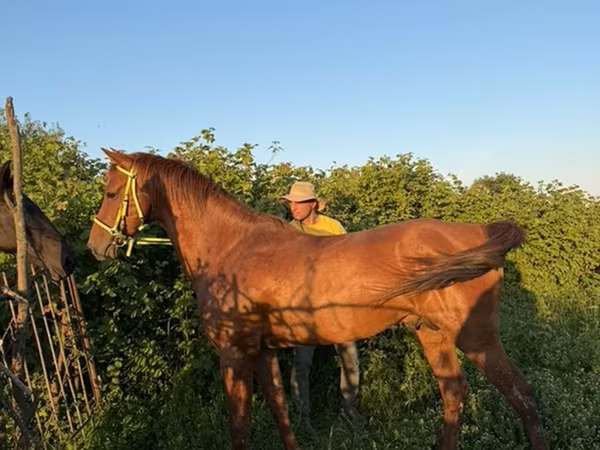 At, Akhal-Teke