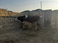 بقرة, Simmental cattle — الصورة 4