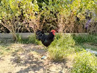 Avstraliya Pit Game quşu — foto 1