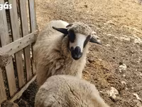 भेड़, Tsigai sheep — फ़ोटो 3
