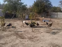 Turkeys — الصورة 8