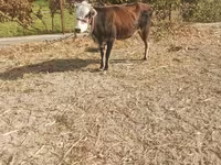 गाय, मवेशी — फ़ोटो 4
