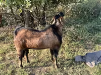 母山羊, Nubian Goat — 照片 1