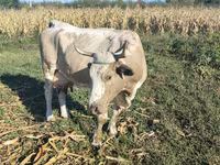 Vaca, Ganado vacuno — foto 3