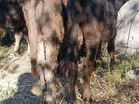 Byk, Simmental cattle — zdjęcie 6
