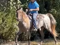 घोड़ा, Rocky Mountain Horse — फ़ोटो 6