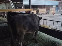 Vaca, Ganado vacuno — foto 1