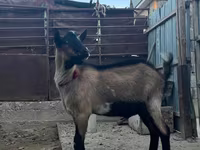 Goats (batch, sex not specified), Goats — photo 3