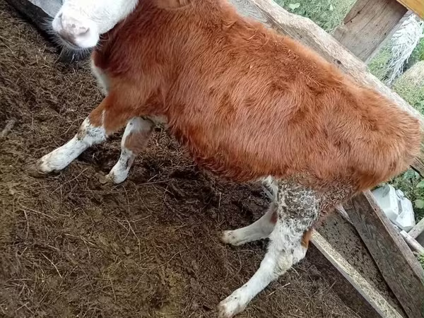 Byk, Kazachska białogłowa krowa