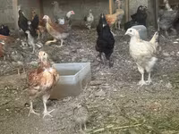 Chickens — Foto 2