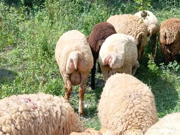 Ram, Sheep