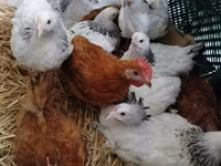Chickens — 1-rasm