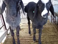 Carneiro, Blackheaded Persian sheep — foto 5
