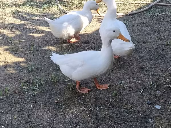 Ducks — Azərbaycan