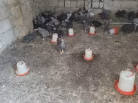Chickens — photo 3