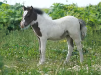 Caballo, American shetland pony — foto 4