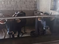 母牛, Cattle — 照片 3
