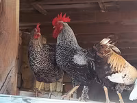 Chickens — foto 2