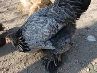 Brahma — Foto 5