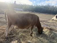 Krowa, Rasa jerseyjska — zdjęcie 3