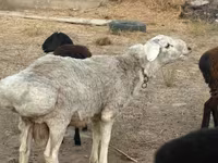 Кочкор, Койлор — сүрөт 3