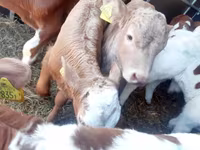 Rinder (Partie, Geschlecht nicht angegeben), Limousin-Kuh — Foto 1