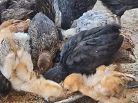 Chickens — photo 4
