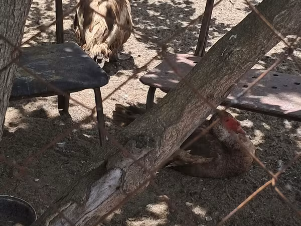 Ducks — Azerbaijan