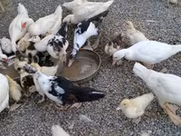 Domestic Muscovy — photo 1