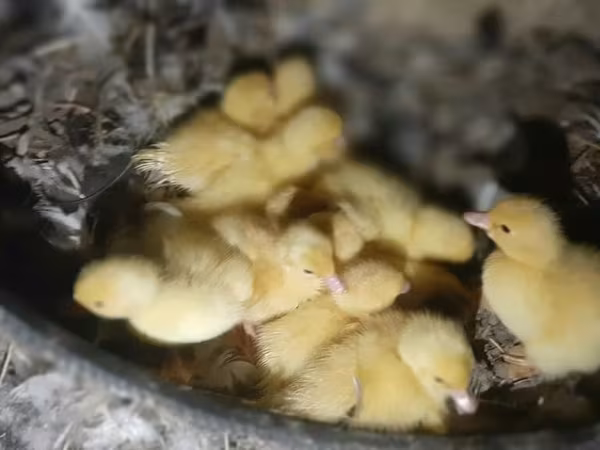 Ducks