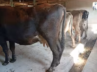 Vaca, Raça Alatau — foto 2
