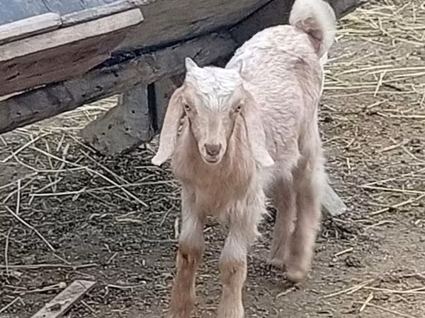 Keçi, Damask goat