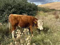 Bulle, Simmental cattle — Foto 1