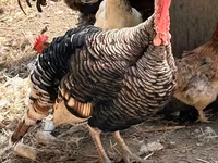 Turkeys — photo 3
