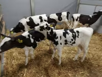 Cow, Holstein breed — photo 2