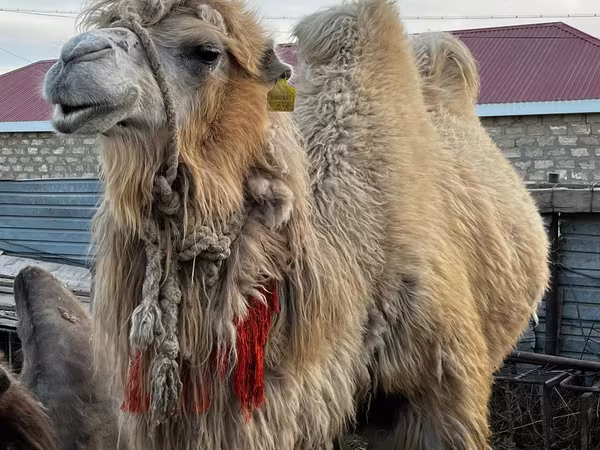 Dəvə, Kazakh Bactrian camel