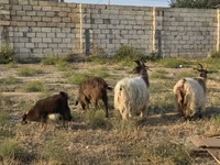 Goat, Goats — photo 4