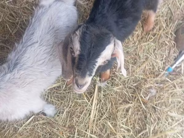 Kozel, Nubian Goat