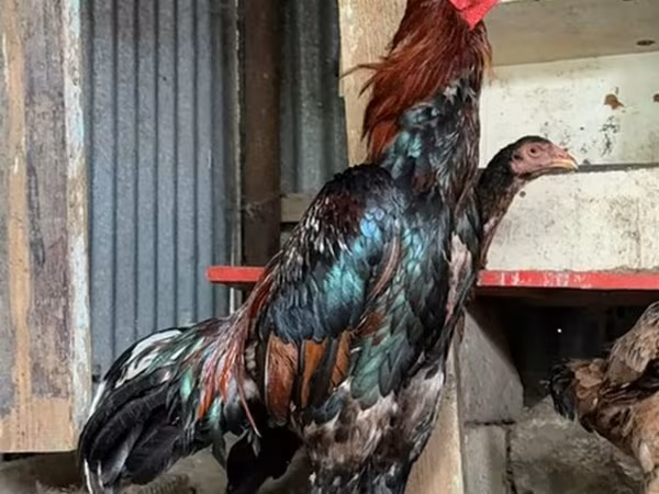 Chickens — Azerbaijan