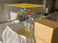 Təmiz qan Çex tutuquşuları satılır 🦜 Quşlar çox sağlam, aktiv və — الصورة 1