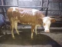 Cow, Simmental cattle — photo 3