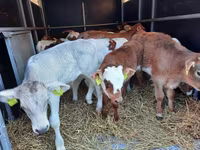 Touro, Simmental cattle — foto 4