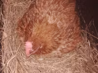 Chickens — photo 2