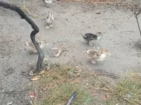 Ducks — 照片 3