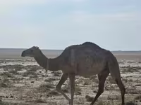 Kamele (Partie, Geschlecht nicht angegeben), Anafi camel — Foto 3
