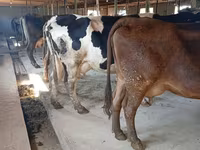 Krava, Swiss cattle — foto 4