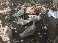 Ducks — foto 1