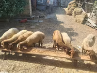 Sheep, Sheep — photo 4